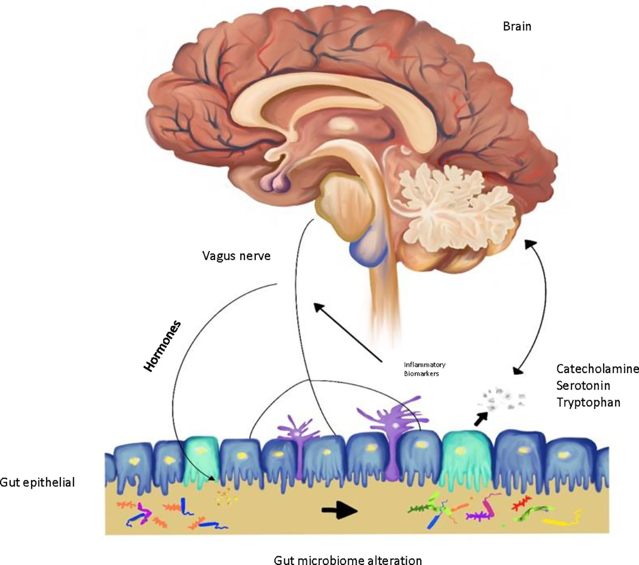 Altered Composition of Gut Microbiota in Depression: A Systematic ...